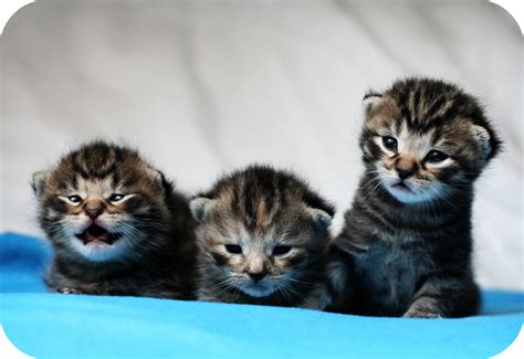 Filemathias Erhart Kittens By Sa Wikipedia