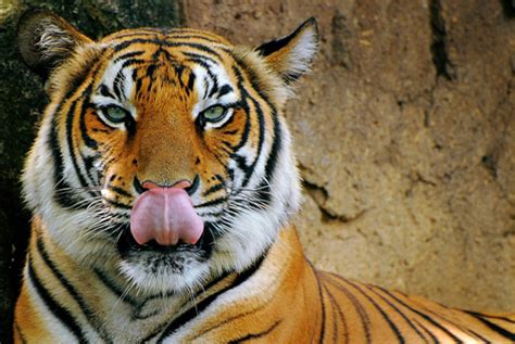 Gambar Haiwan Unik 7 Fakta Harimau Benua Asia Comel Tapi Mengancam Di