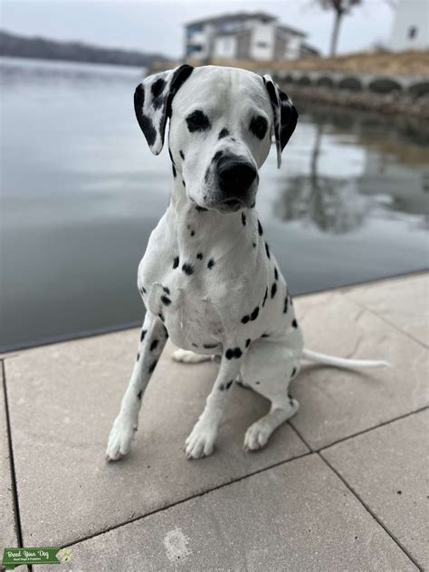 Dalmatian Stud Akc Lua Stud Dog In Missouri United States Breed