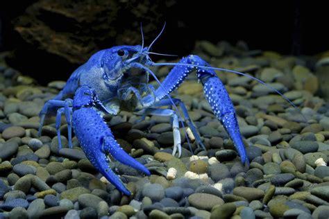 Pet Crayfish 7 Freshwater Aquarium Crayfish Aquariadise