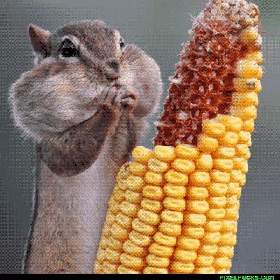 Corn GIFs Find Share On GIPHY