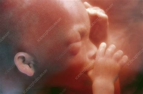 Human Foetus In The Womb Stock Image C0148176 Science Photo Library