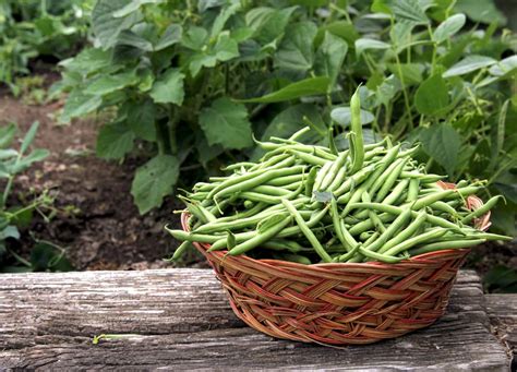 How Many Green Bean Seeds Per Hole Should You Plant Plus Growing Tips