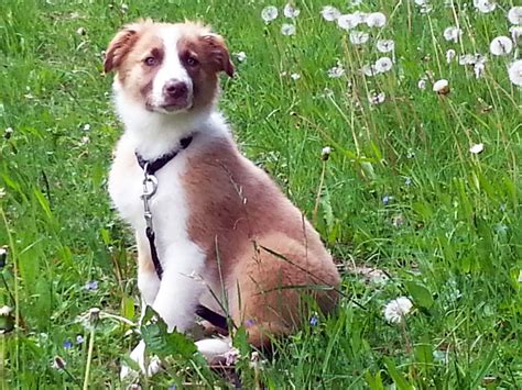 Hütehunde und Border Collie MDR1– Defekt Gentest