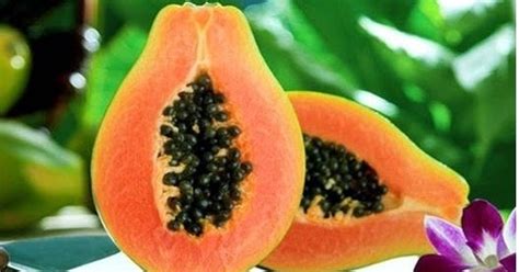Check spelling or type a new query. Cara Menanam Pepaya Yang Baik Dan Benar - Pusat Manual Agro