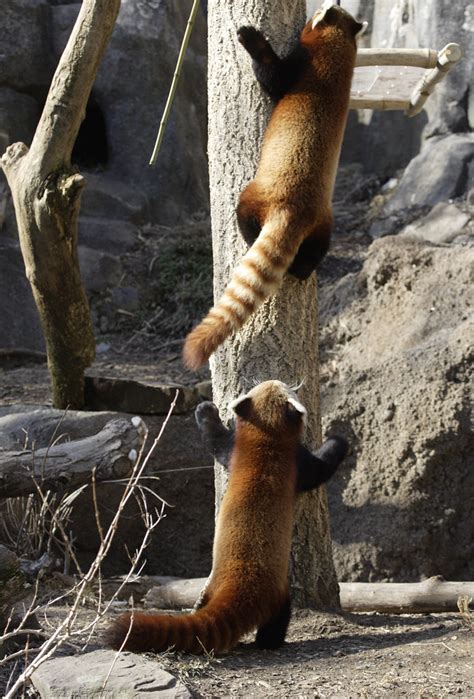 National Zoo Red Panda Meets New Mate The Smithsonians