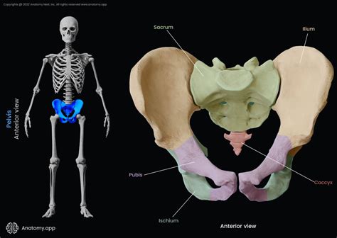 Ilium Encyclopedia Anatomyapp Learn Anatomy 3d Models