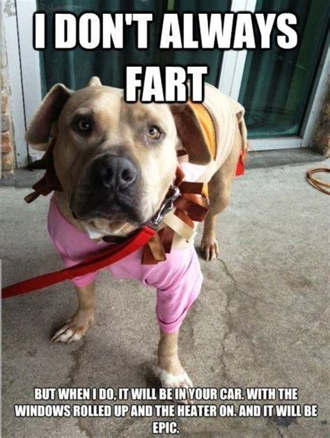 The 120 Funniest Dog Memes Of All Time Page 12 The Paws