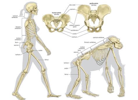 Difference Of Human Spine From Those Of Other Mammals Best Spine