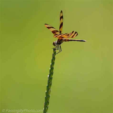 Striped Wing Dragonfly Passing By Photo