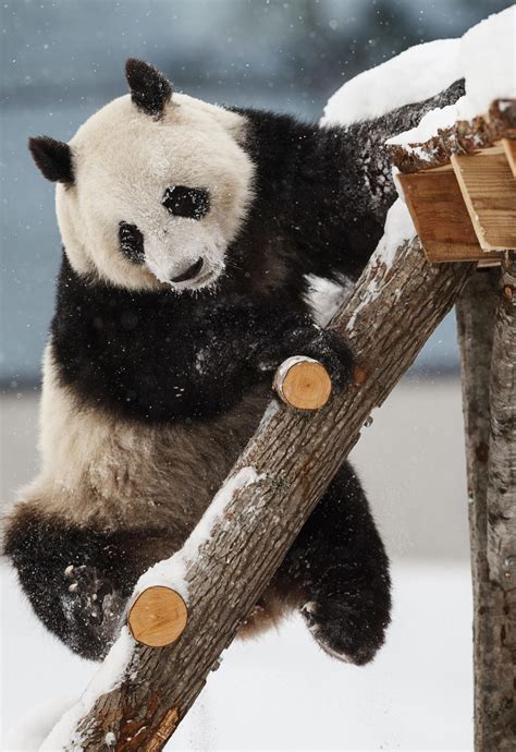 Chinese Giant Pandas Unveiled To Public In Finland Wcyb