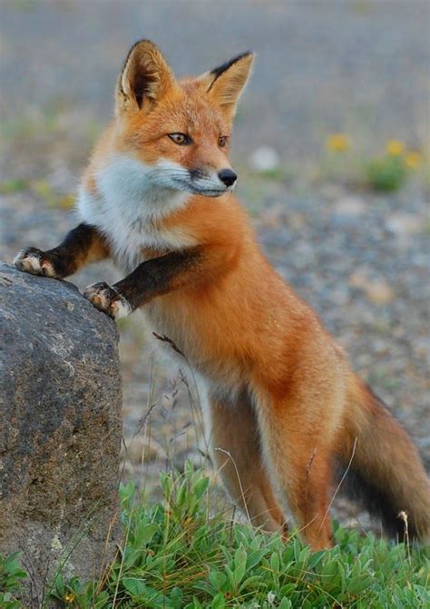 Red Fox By Kristine Sowl Zorro Mascota Animales Salvajes Animales