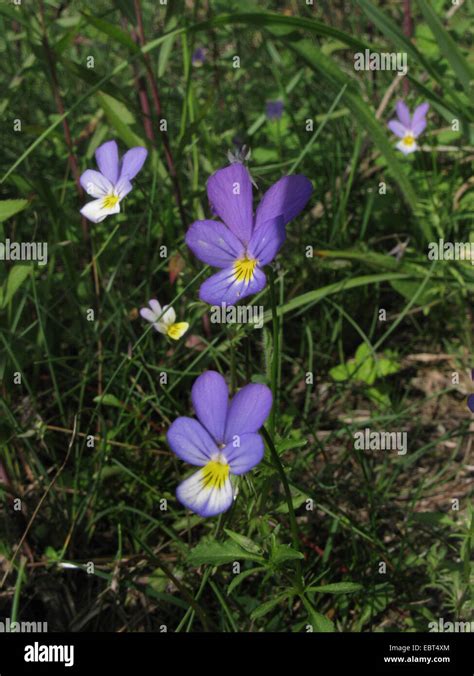 Hearts Ease Heartsease Wild Pansy Three Colored Violet Viola
