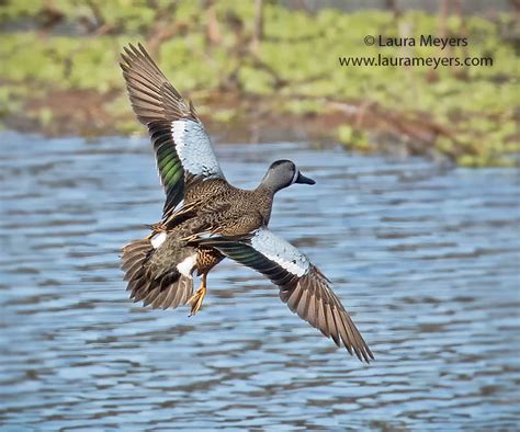 Blue Winged Teal In Flight Laura Meyers Photograpy