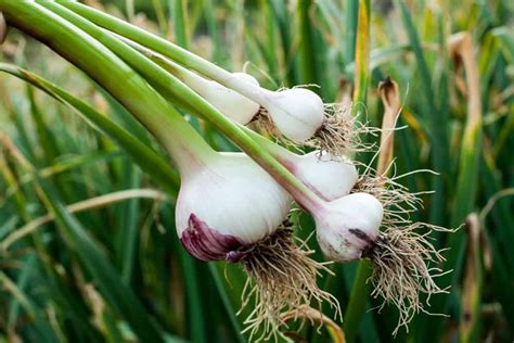 How To Plant Garlic In Your Garden Tricks To Care