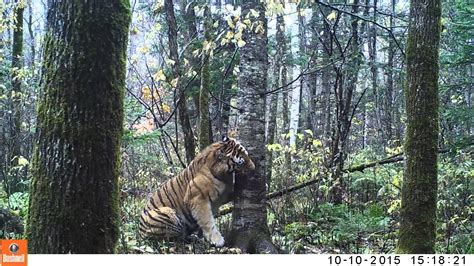 Wild Siberian Tiger In Russian Far East Youtube