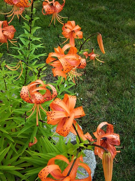Flickr Discussing What To Do With This Starfire Lily In Lilies 3day