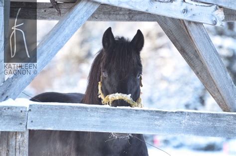 Tundra Cheval Canadien Canadian Horse Horses Animals