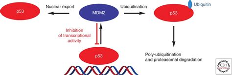 Targeting The Mdm2p53 Proteinprotein Interaction For New Cancer