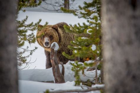 5 Best Us National Parks To See Grizzly Bears Or Brown Bears