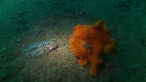 Frogfish Eating Youtube