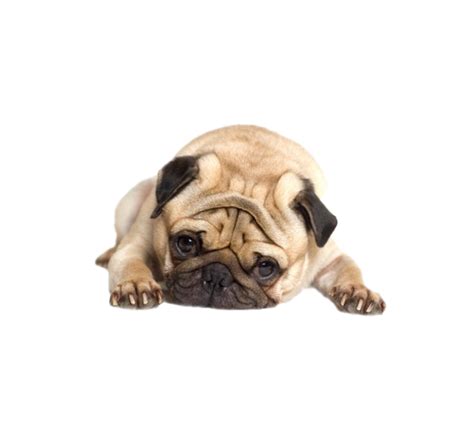 Cute Pug Png File Download Free Png All Png All