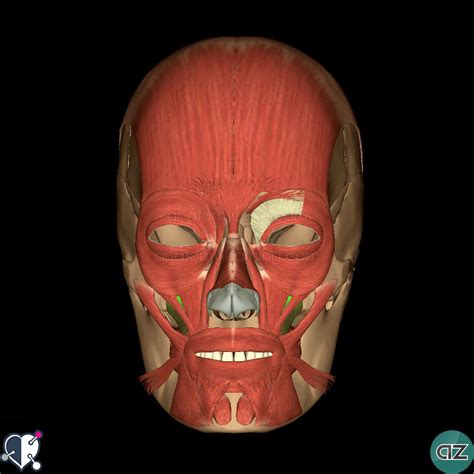 The canine space is located between the levator anguli oris and the levator labii superioris muscles. Muscles of Facial Expression | AnatomyZone