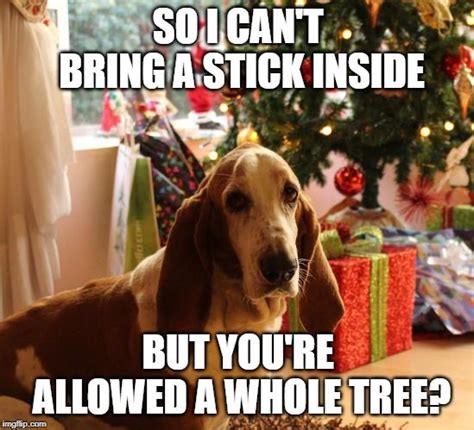 Dog Christmas Meme Christmas Memes Funny Dog Memes Dog Christmas Photos