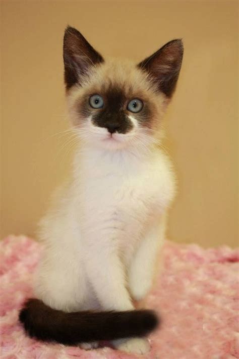 Siamese Mix Kitten Kittens Cutest Cute Cats Cute Cats And Kittens