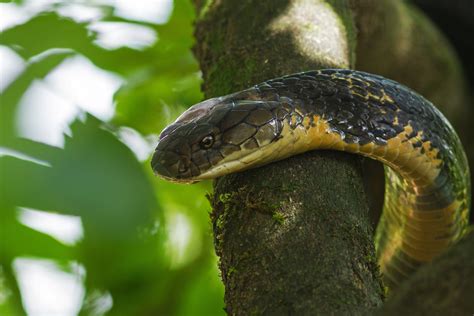 King Cobra Worlds Longest Venomous Snake Roundglass