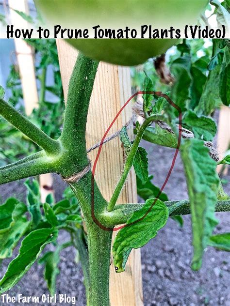 In This Post You Will Learn How To Prune Tomato Plants Video