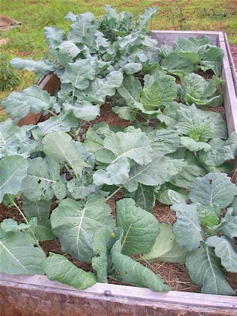 How To Grow Cabbage And Broccoli From Seed New Life On A Homestead