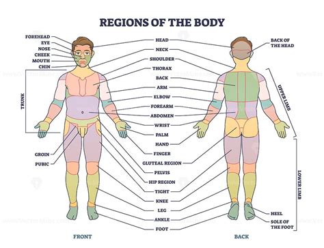 Human Body Diagram Front And Back