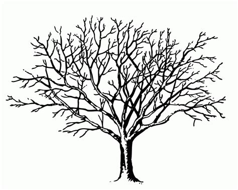 Bare Tree Outline Page For Kids And For Adults Coloring Home