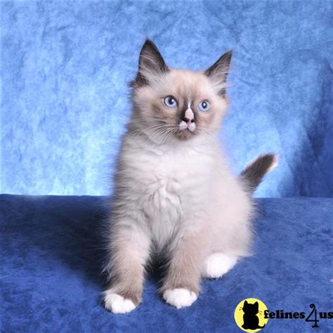 3 month old kittens looking for a forever home Kitty cats in my life: Purebred Ragdoll kittens for sale ...