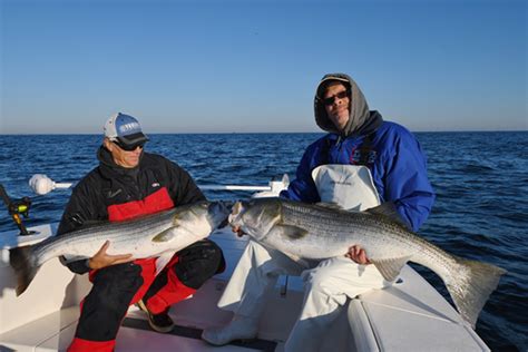 Late Season Striper Tactics Yamaha Outboards