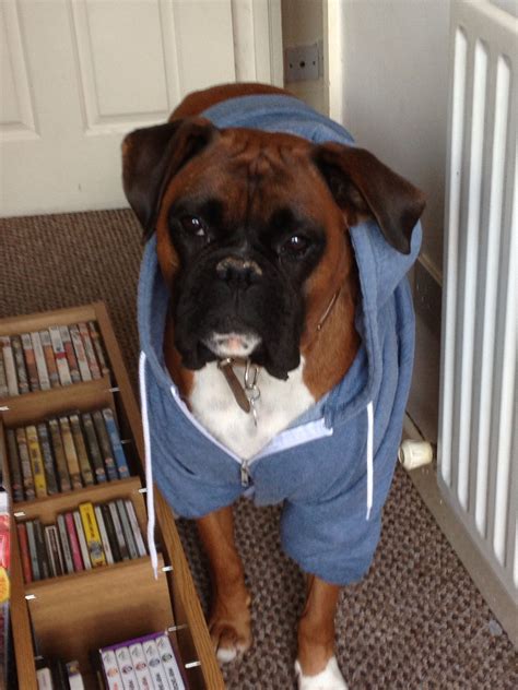 Dog wearing clothes | Dog wearing clothes, Wearing clothes, Dogs