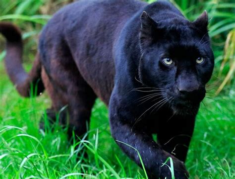 Black Panther National Animal Of Gabon Vdio Magazine 2023
