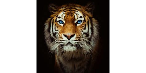 346 Wallpaper Hd Android Tiger Images Myweb
