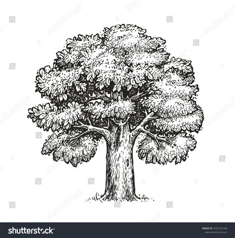 Big Oak Tree Drawing