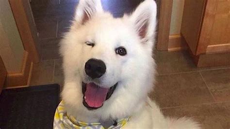 Paling Bagus 21+ Gambar Lucu Anjing Polisi