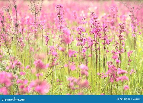 Photo Of Spring Meadow With Pink Wildflowers Selective Focus Stock