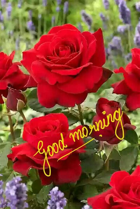 Pin By Gopesh Avasthi On Morning Good Morning Flowers Rose Good