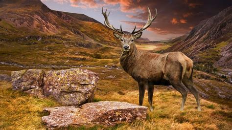 Desktop Wallpaper Deer Horns Wild Animal Hd Image Picture