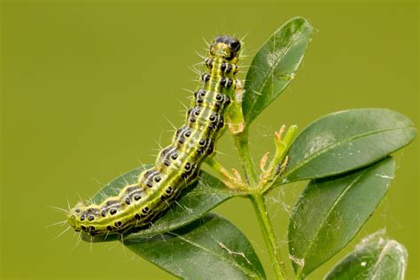Box Tree Caterpillar Nematodes Green Gardener