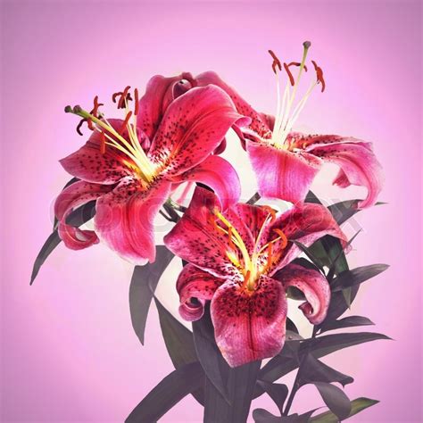Beautiful Pink Tiger Lily Flower Closeup Isolated On A Pink Background