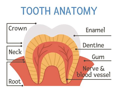 Tooth Anatomy Poster Teeth Structure Scheme With Inscriptions Dental