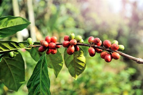 Coffea Arabica The First Coffee Plants Things Guyana