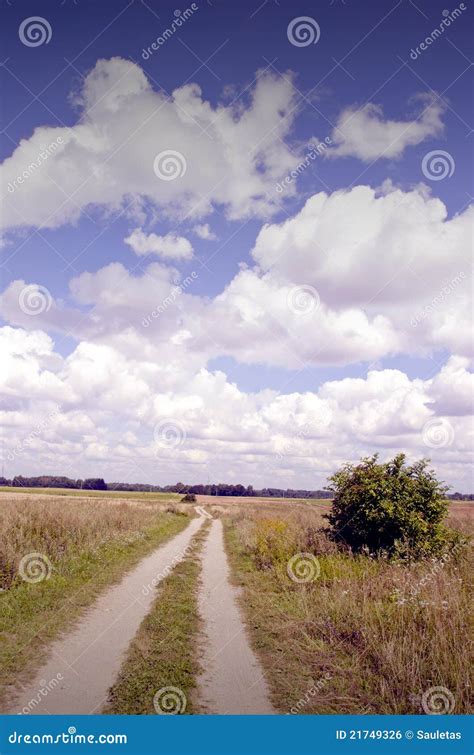 Gravel Road Between Meadows Stock Photo Image Of Forest Color 21749326