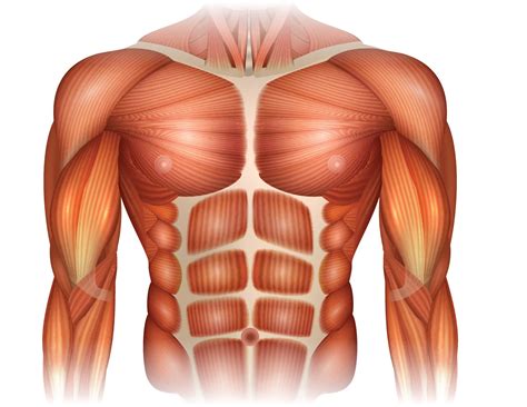 The muscles of the lower back, including the erector spinae and quadratus lumborum muscles, contract to extend and laterally bend the vertebral column. Muscles Of Torso - ANATOMY Muscle man - DynaMash in ZBrush ...